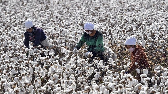 Cotton market outlook points to higher procurement risks in 2026/27